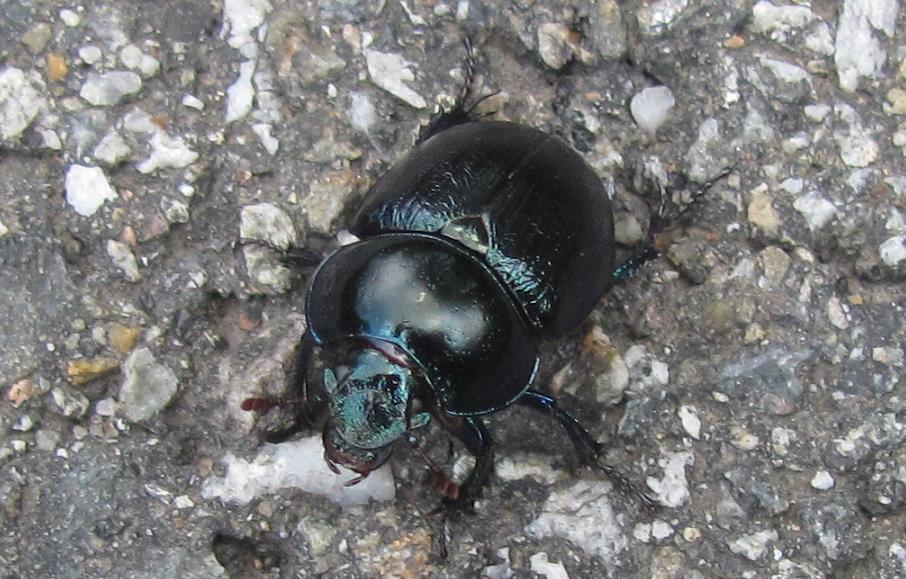 Coleottero da ID - Anoplotrupes stercorosus??